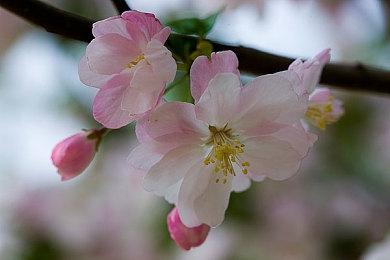 《寂静岭f》标准版预购特典 可让女主换上白色水手服