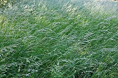 来自标准版PS5！《刺客信条：影》大师级截图